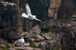 Seabirds